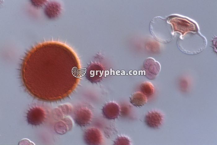 Pollens divers (Courge, Pin, Mauve) x70 - gryphea.com